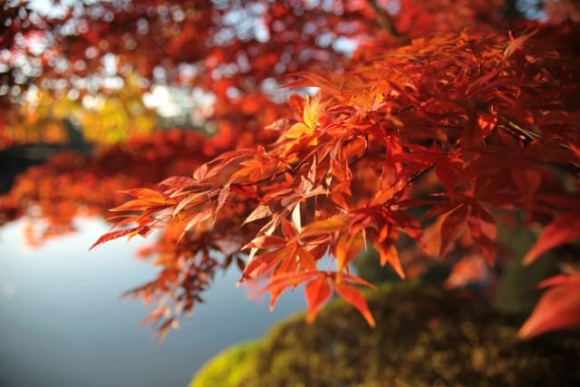 Autumn in Kanazawa foliage