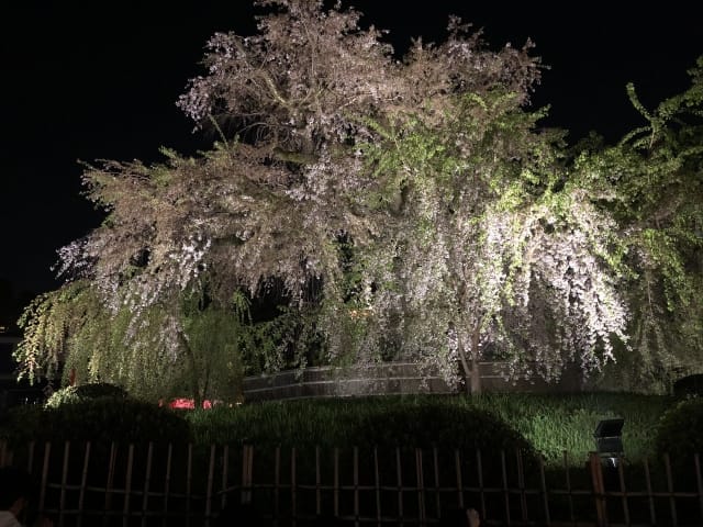 Beautiful Cherry Blossoms to Enjoy Around Maruyama Park and Yasaka Shrine