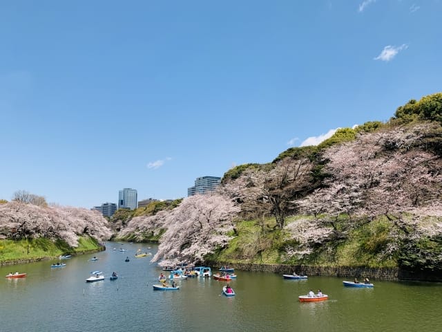 Cherry Blossoms at Chidorigafuchi