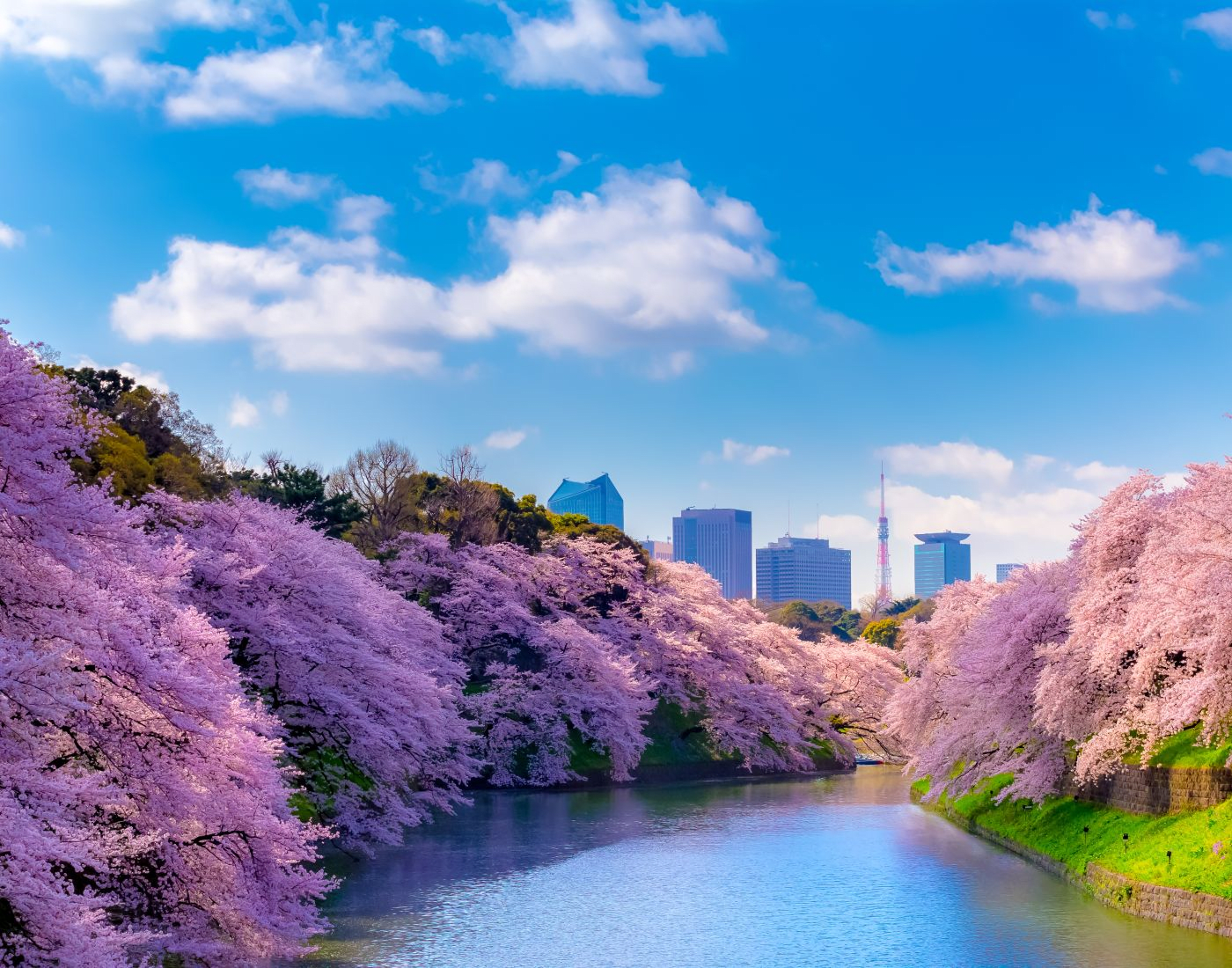 Don't Miss Chidorigafuchi Green Path When Visiting the Imperial Palace!