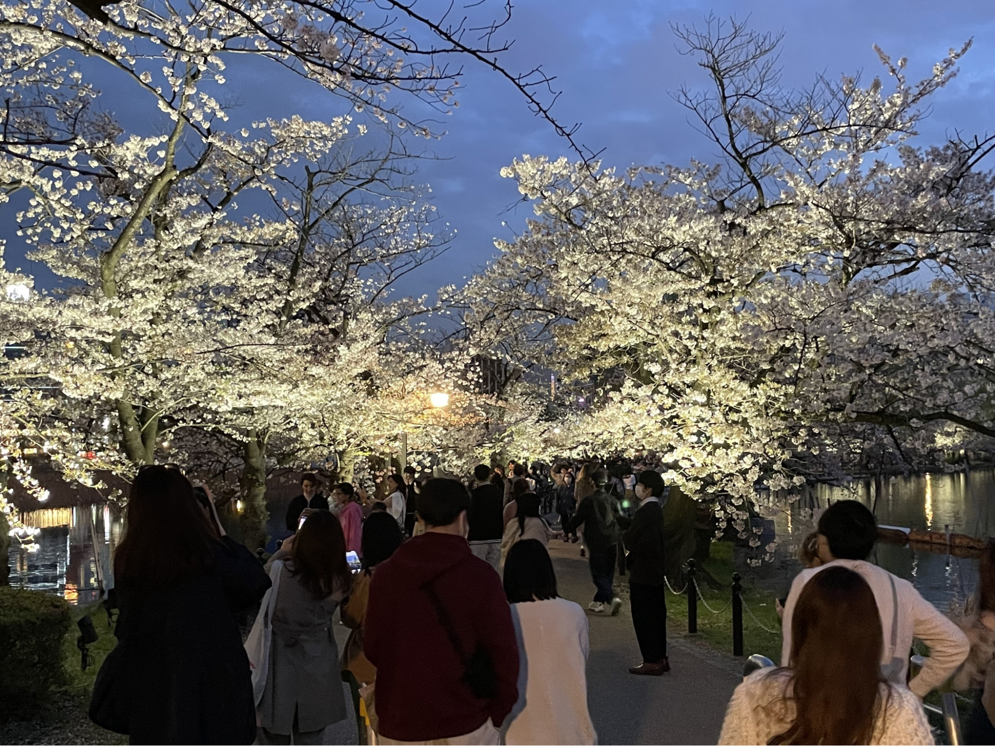 Don't Miss the Cherry Blossom Light-up!