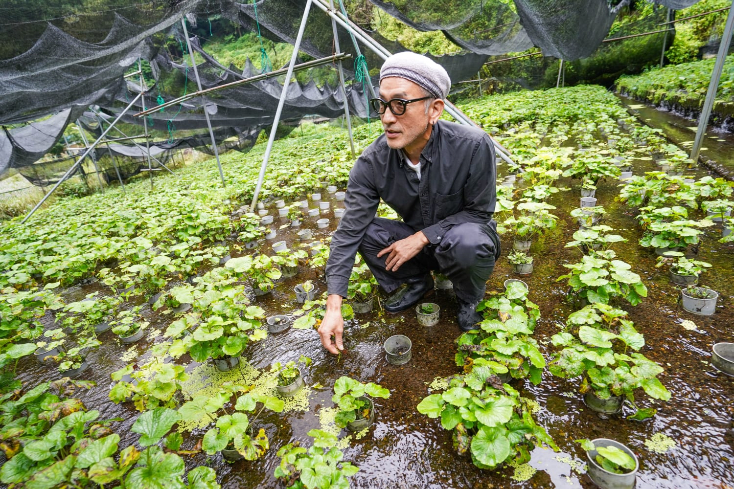 Fourth-Generation Representative of the Wasabi Garden