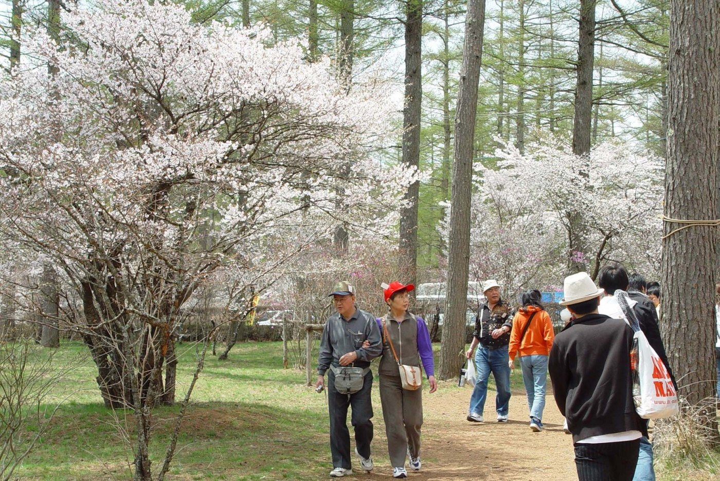 Fuji Cherry Blossoms and Mitsuba Azalea Festival