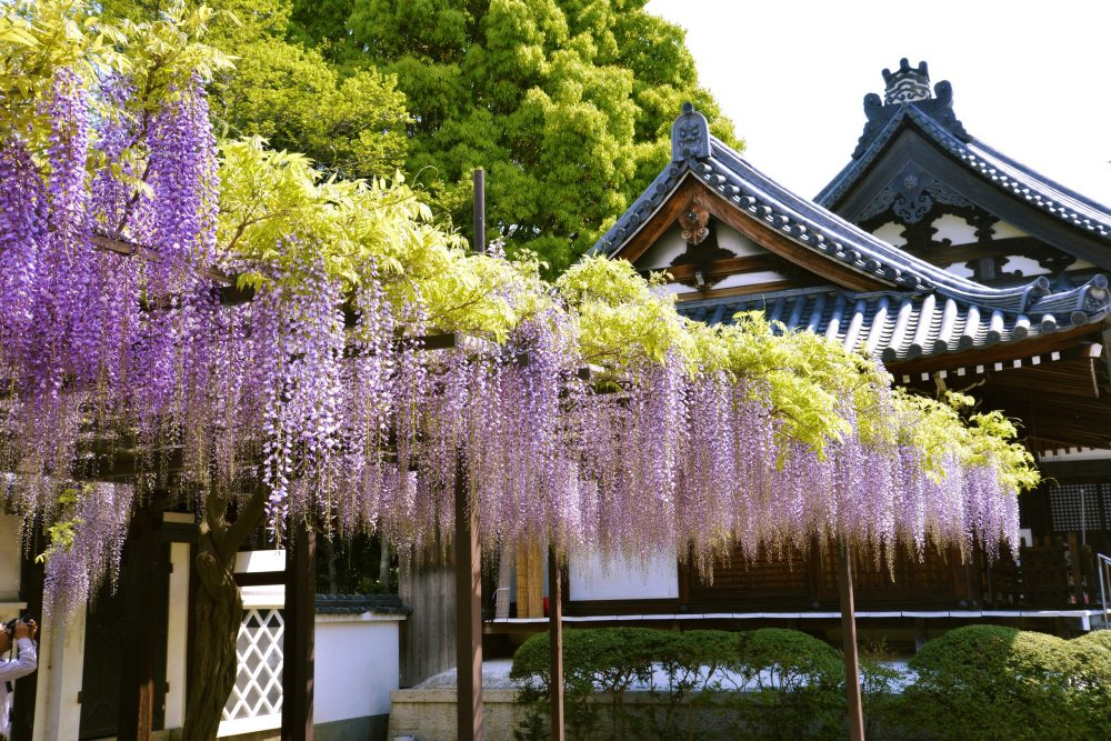 Fujiidera Wisteria Festival