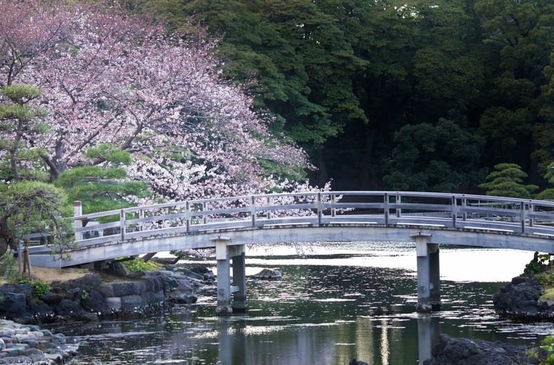 Hama-rikyu Gardens Cherry Blossoms