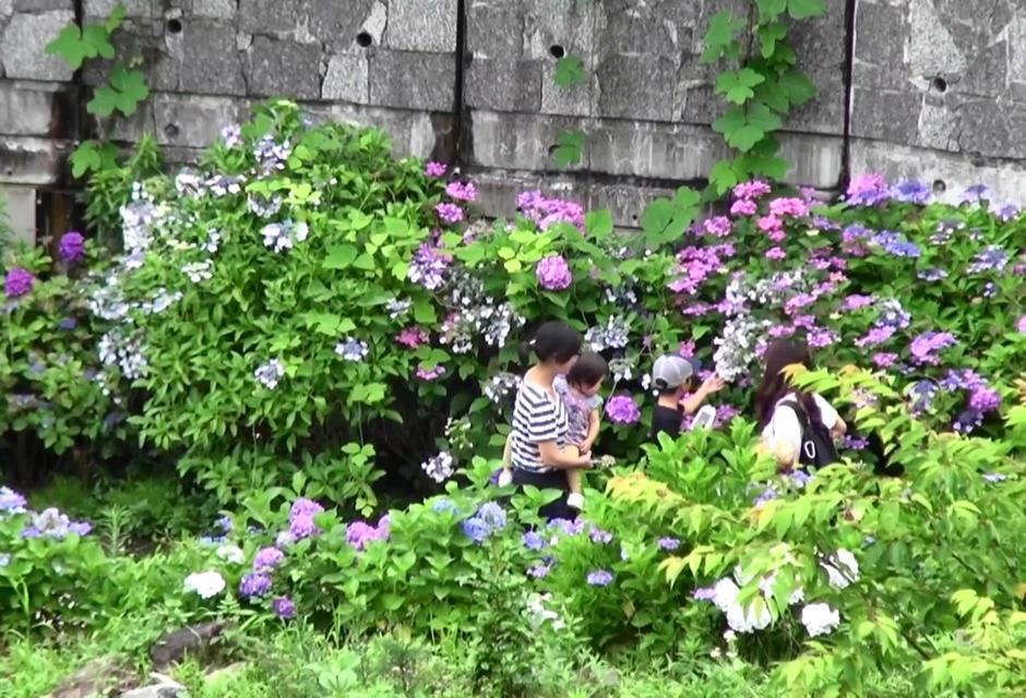 Hydrangea Festival (Kannonji Temple)