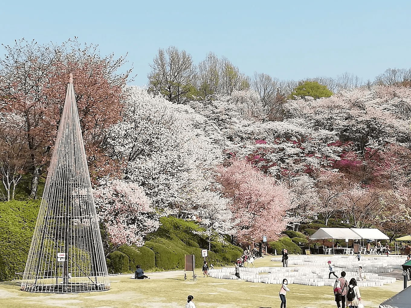 Hiroshima Botanical Garden Cherry Blossom Festival