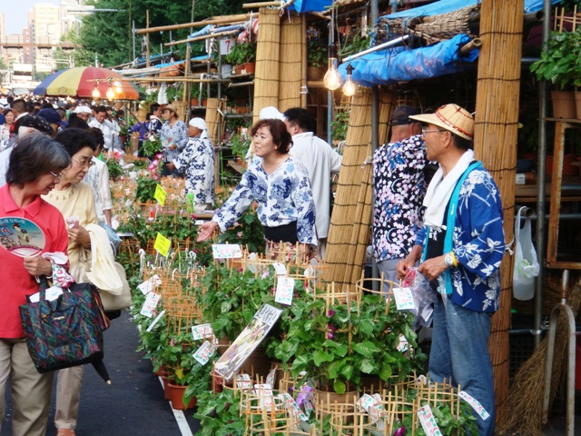 Iriya Morning Glory Festival