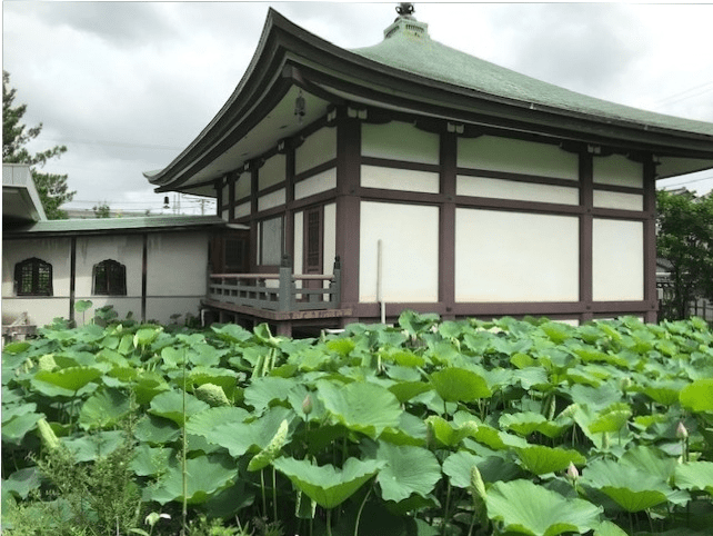 Jimyo-in Temple Lotus Pond Viewing Ceremony
