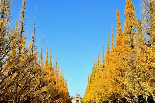 Jingu Gaien in Autumn