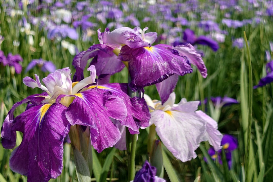 Katsushika Iris Festival June