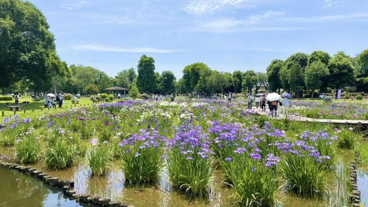 Katsushika Iris Festival