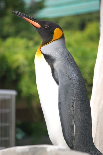 King Penguin