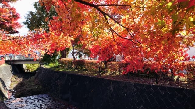 Lake Kawaguchi Maple Corridor