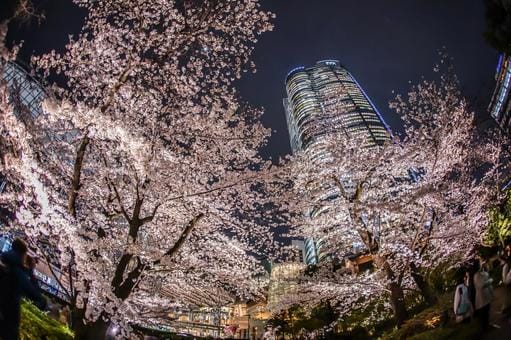 Night Sakura