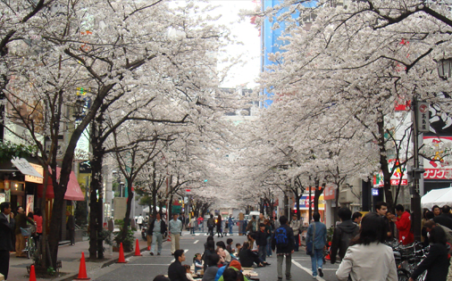 Nippachi-kai Cherry Blossom Festival