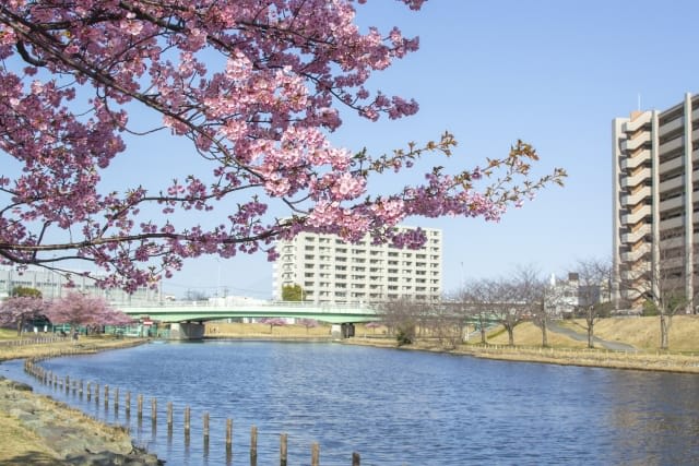 Old Nakagawa River Kawazu Cherry Blossoms