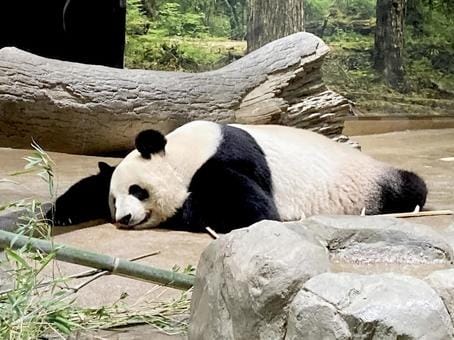 Panda at Ueno Zoo