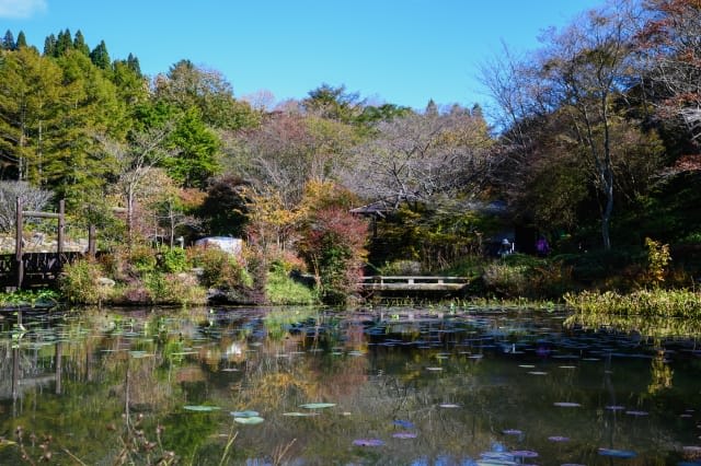 Rokko Alpine Botanical Garden