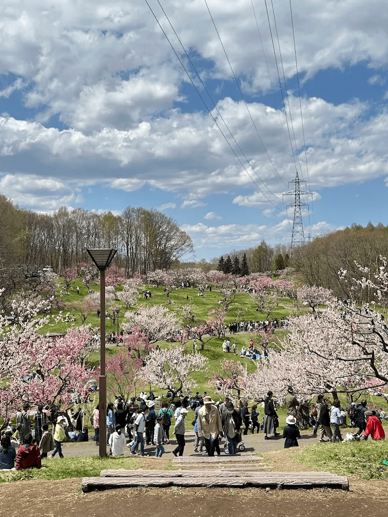 Hiraoka Plum Blossom Festival