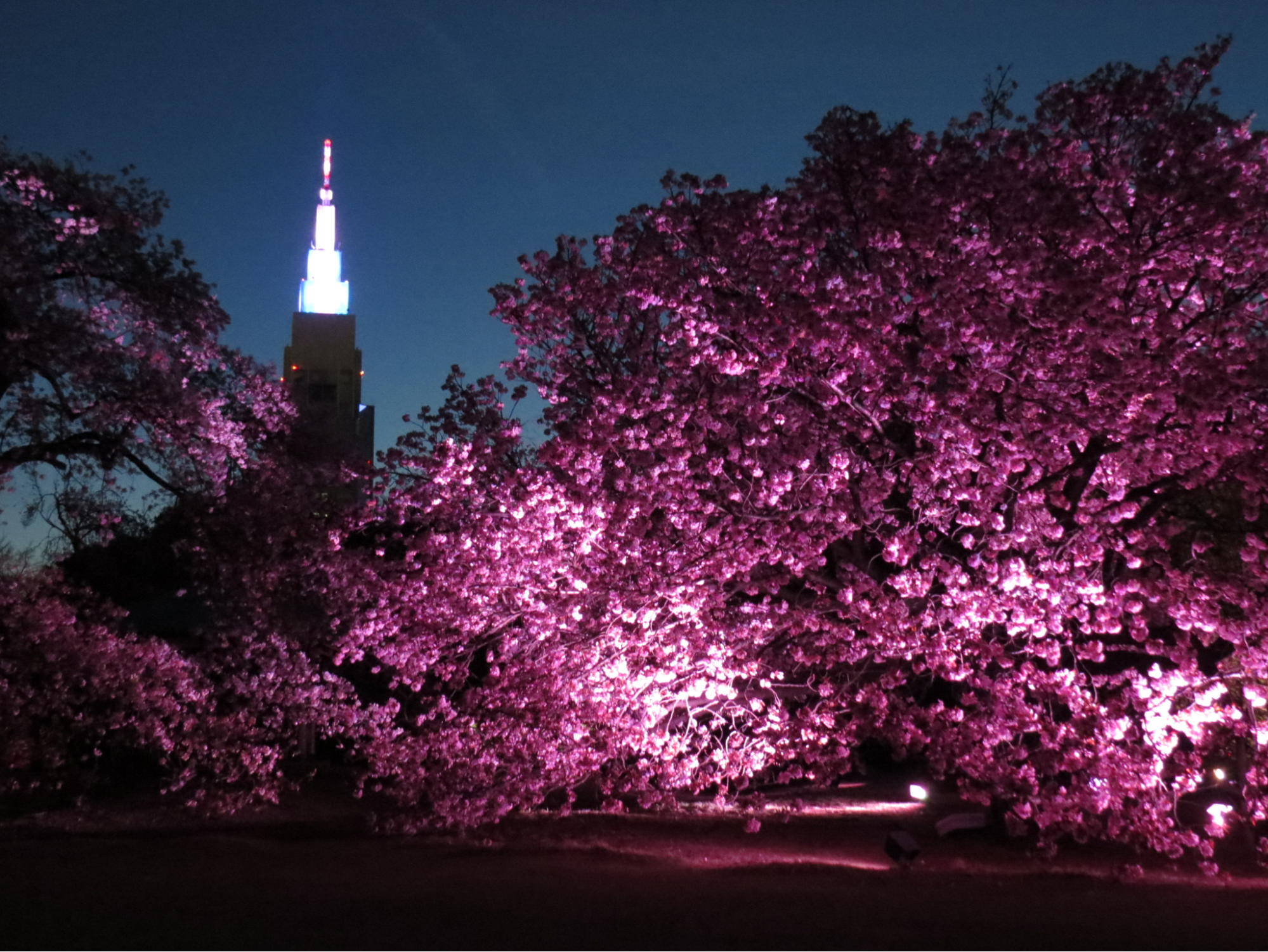 Shinjuku gyoen 2