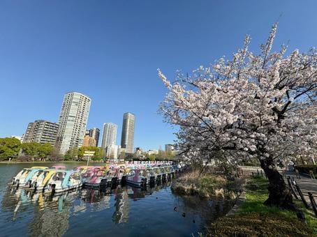 Shinobazu Pond and Sakura