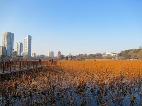 Shinobazu Pond at Ueno