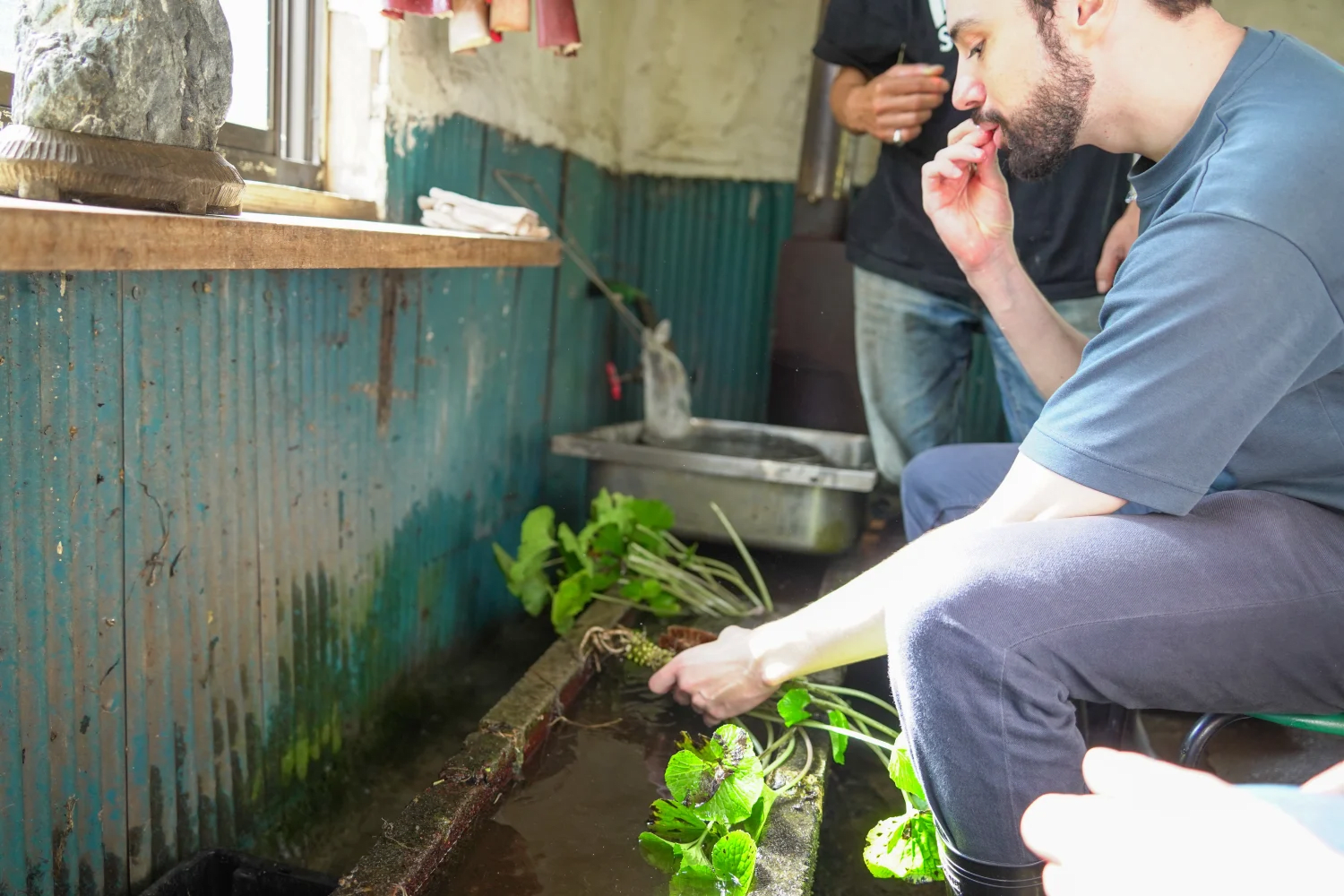 Take Home Fresh Wasabi