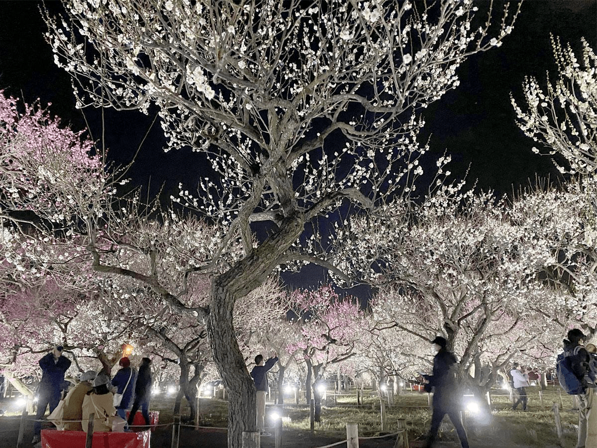 Fuchu City Local Forest Museum Plum Festival