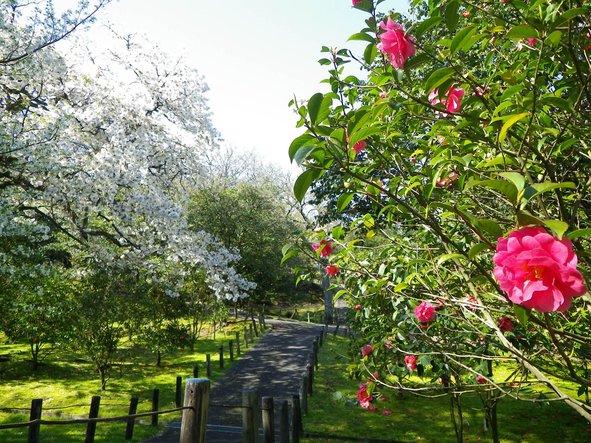 Tsubaki Garden in Tokyo Municipal Oshima Park