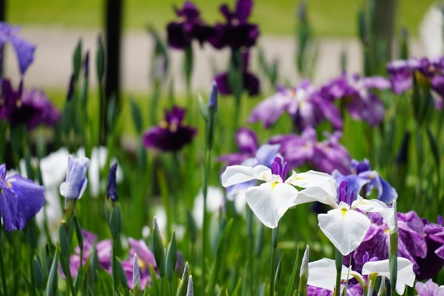 Katsushika Iris Festival