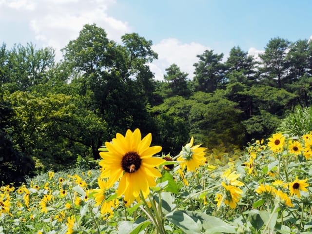 Sunflowers at Showa Kinen Park