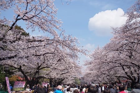 Ueno Cherry Blossom Festival