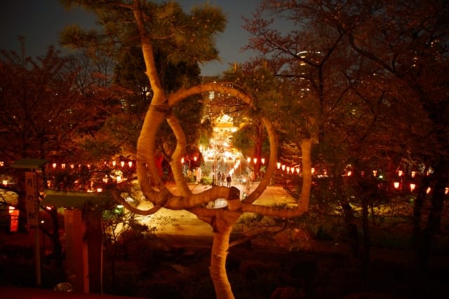 Enjoy Kiyomizu Kannon-do Temple, Night Cherry Blossoms, and Tsuki no Matsu in the Evening