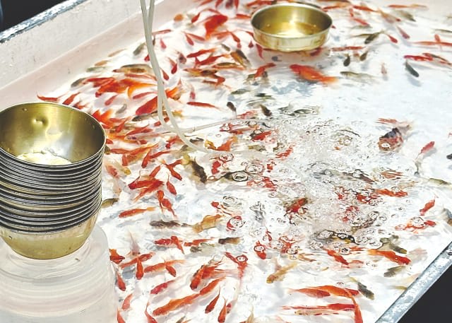 Because There Are Many Stalls That Not Only Adults But Also Children Can Enjoy