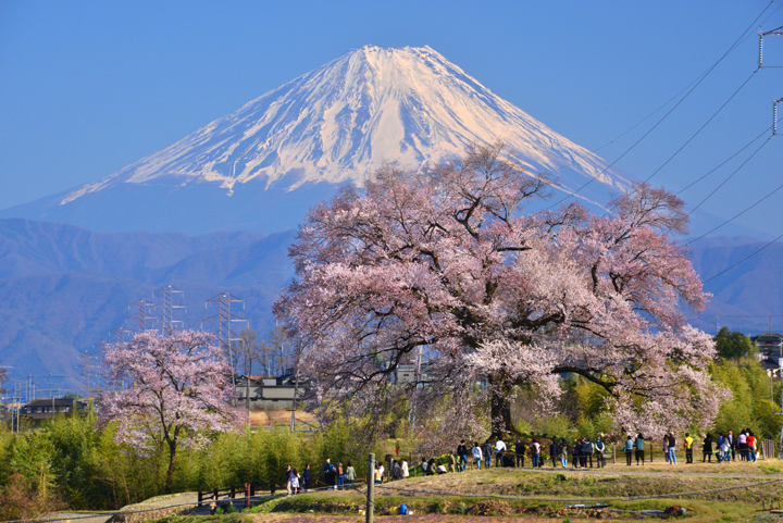 Wanizuka Cherry Tree