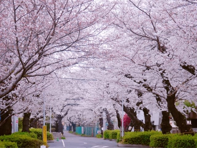 Yanaka Cemetery1