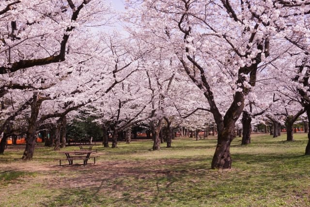 Yoyogi park