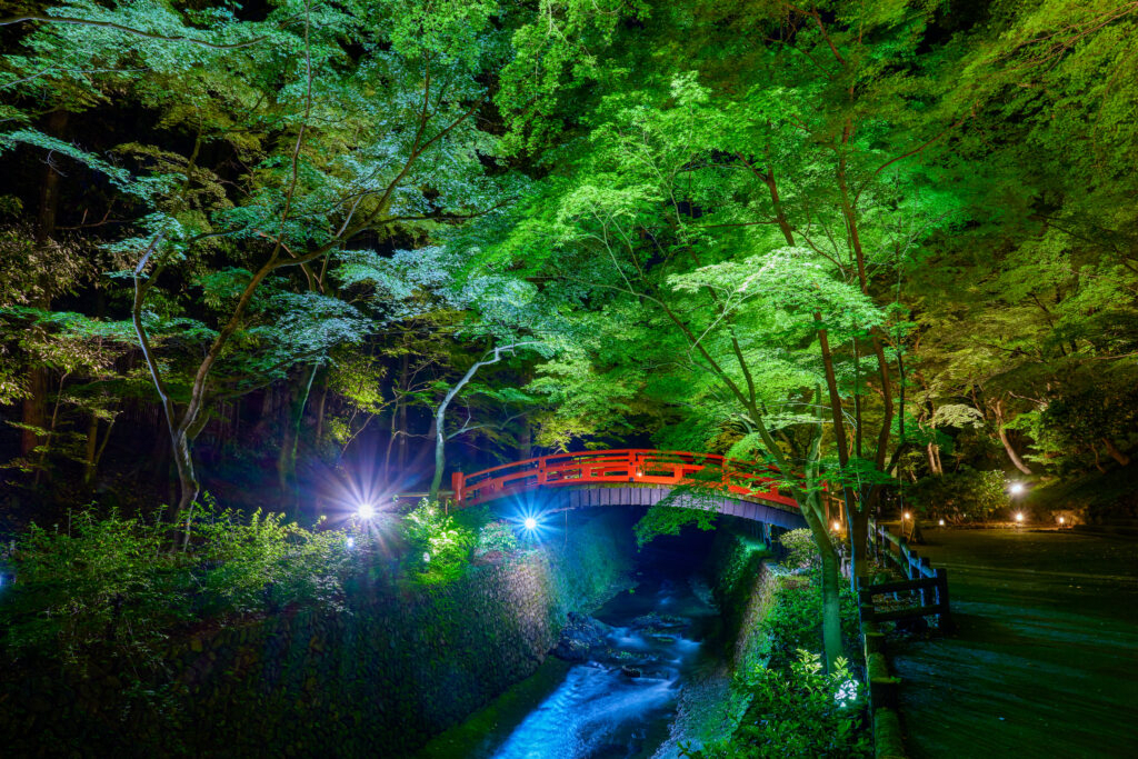 Fresh Green Maple Viewing at the Historic Site "Odoi" (Kitano Tenmangu Shrine)
