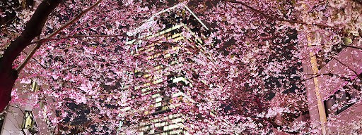 Shibuya Sakuragaoka Cherry Blossom Festival