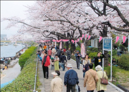 Sumida Sakura Festival
