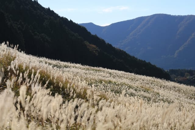 Sengokuhara Pampas Grass Fields