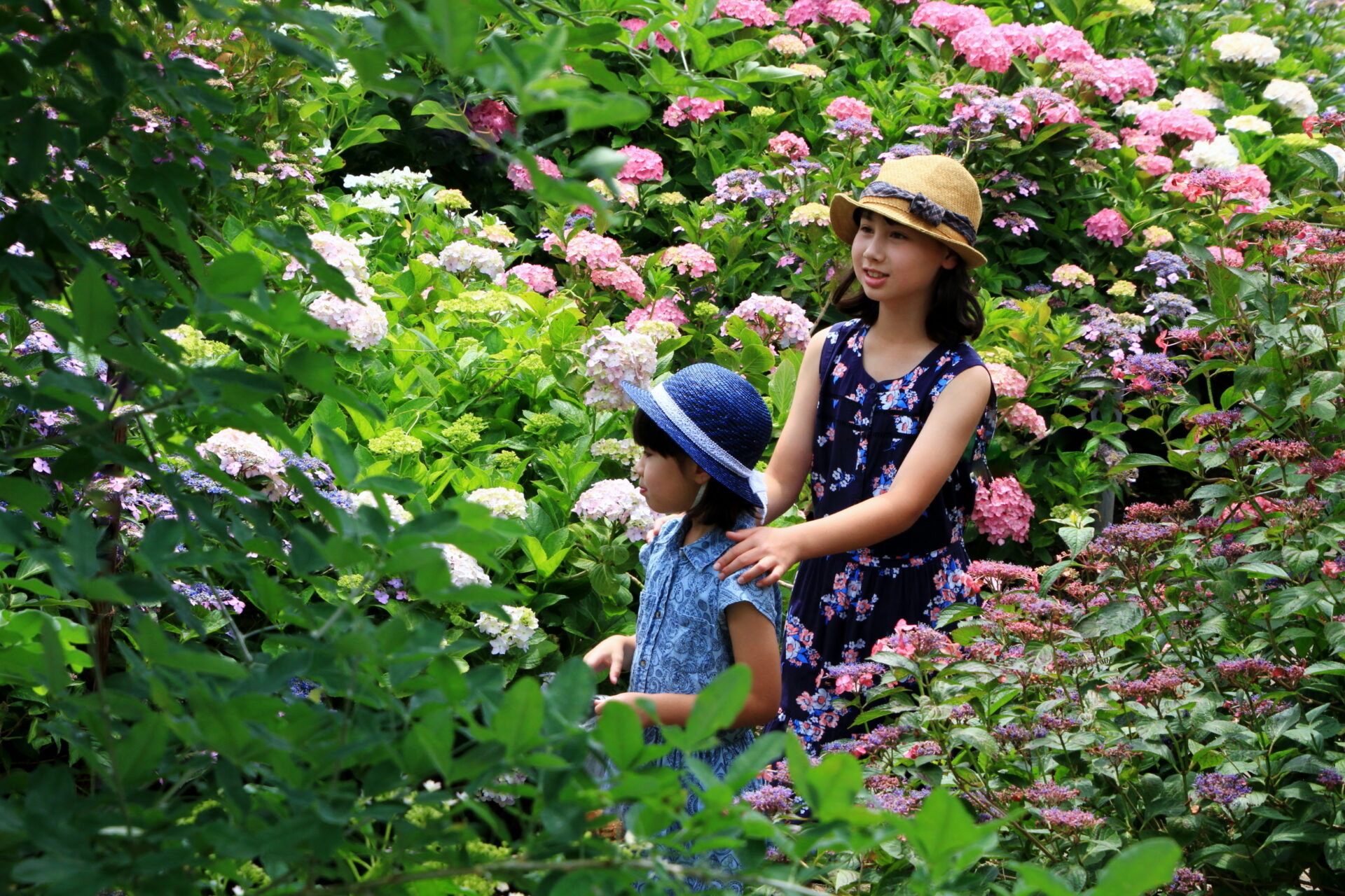 Jinguji Temple: Hydrangea Festival