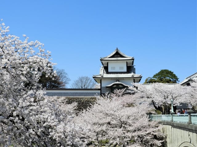 Collaboration of Traditional Streetscapes and Cherry Blossoms