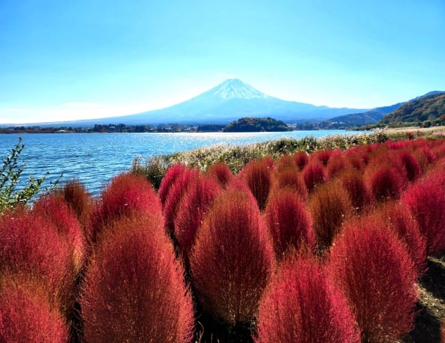 At Kawaguchiko, the annual "Kawaguchiko Autumn Festival" is held every November