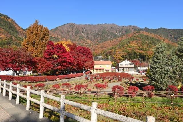 In November, Momiji Road and Momiji Street are beautifully colored