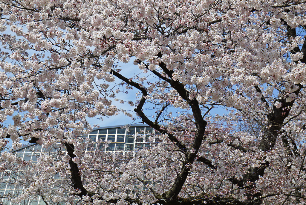 Cherry Blossoms at Kyoto Prefectural Botanical Garden