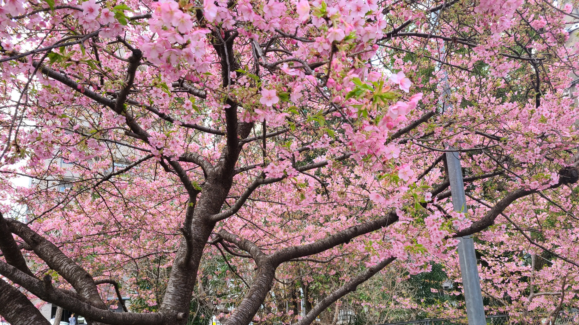 Cherry Blossoms at Seimei Shrine & Ichijō Modori-bashi Bridge