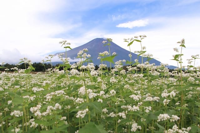 mountfujiphoto14.jpg