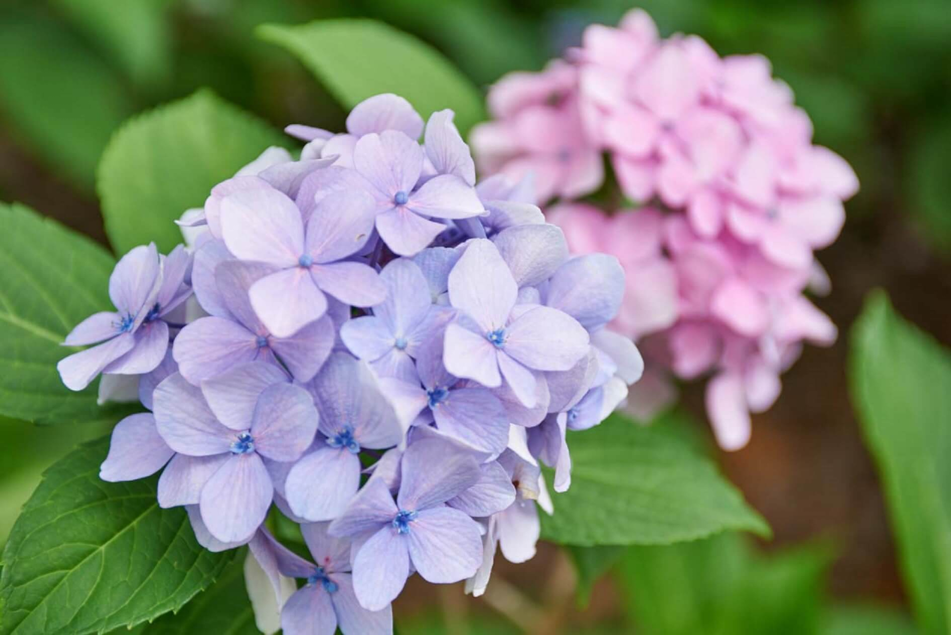 Hydrangea Season at Osaka Castle Park